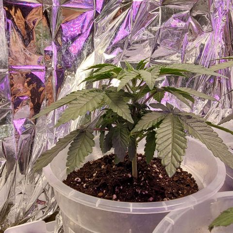 Cali (von privat,Strain unbekannt)-[first grow] growlog photo: A2 vor dem topping