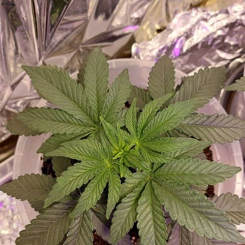 Cali (von privat,Strain unbekannt)-[first grow] growlog photo: A2 vor dem topping