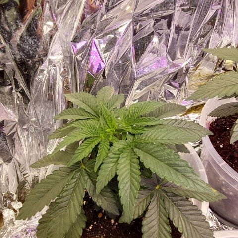 Cali (von privat,Strain unbekannt)-[first grow] growlog photo: A2 vor dem topping