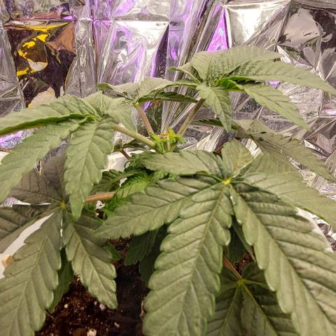 Cali (von privat,Strain unbekannt)-[first grow] growlog photo: A2 nach topping