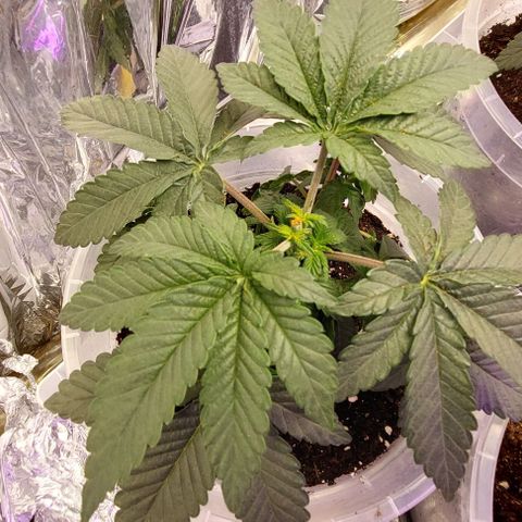 Cali (von privat,Strain unbekannt)-[first grow] growlog photo: A2 nach topping