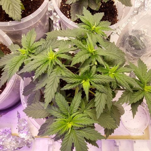 Cali (von privat,Strain unbekannt)-[first grow] growlog timeline photo