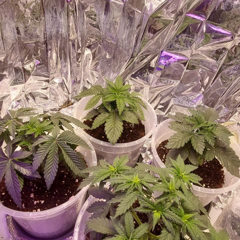 Cali (von privat,Strain unbekannt)-[first grow] growlog timeline photo