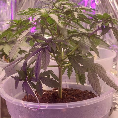 Cali (von privat,Strain unbekannt)-[first grow] growlog timeline photo