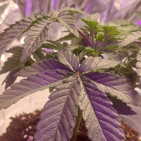 Cali (von privat,Strain unbekannt)-[first grow] growlog timeline photo