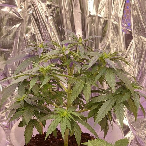 Cali (von privat,Strain unbekannt)-[first grow] growlog photo: A1