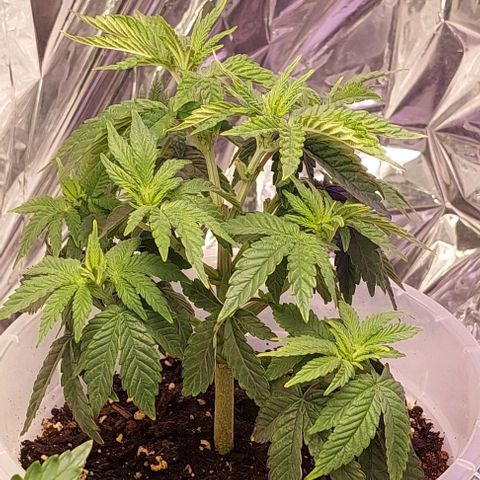 Cali (von privat,Strain unbekannt)-[first grow] growlog photo: B1