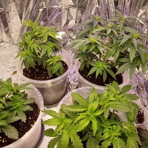 Cali (von privat,Strain unbekannt)-[first grow] growlog photo: Kurz vor Blüte Umstellung 