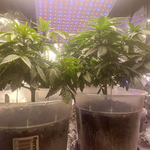 Cali (von privat,Strain unbekannt)-[first grow] growlog photo: Erster Tag der Blüte 