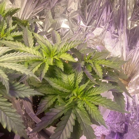 Cali (von privat,Strain unbekannt)-[first grow] growlog photo: Erster Tag der Blüte 