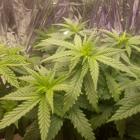 Cali (von privat,Strain unbekannt)-[first grow] growlog photo: Erster Tag der Blüte 