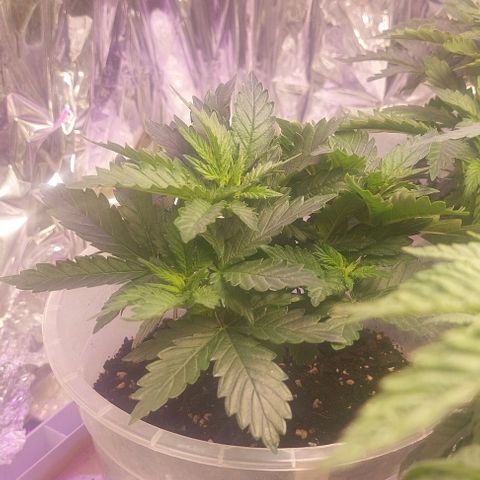 Cali (von privat,Strain unbekannt)-[first grow] growlog photo: Erster Tag der Blüte 