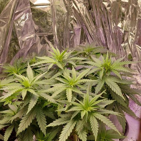 Cali (von privat,Strain unbekannt)-[first grow] growlog photo: A1