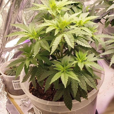 Cali (von privat,Strain unbekannt)-[first grow] growlog photo: A2