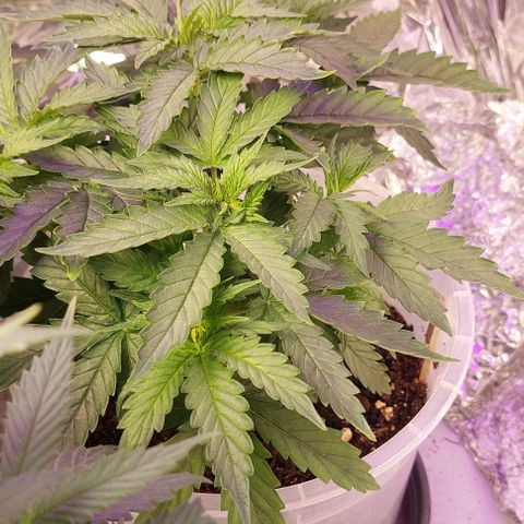 Cali (von privat,Strain unbekannt)-[first grow] growlog photo: B1