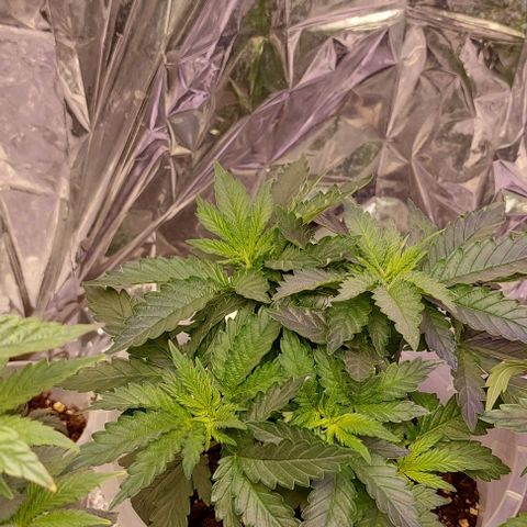 Cali (von privat,Strain unbekannt)-[first grow] growlog photo: B2