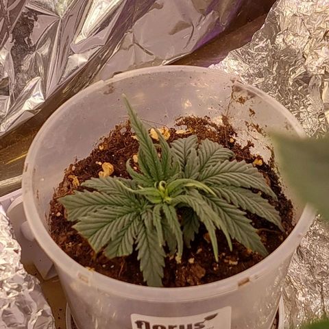 Cali (von privat,Strain unbekannt)-[first grow] growlog photo: A1,1