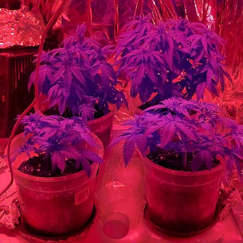 Cali (von privat,Strain unbekannt)-[first grow] growlog photo: Zeit zum schlafen 