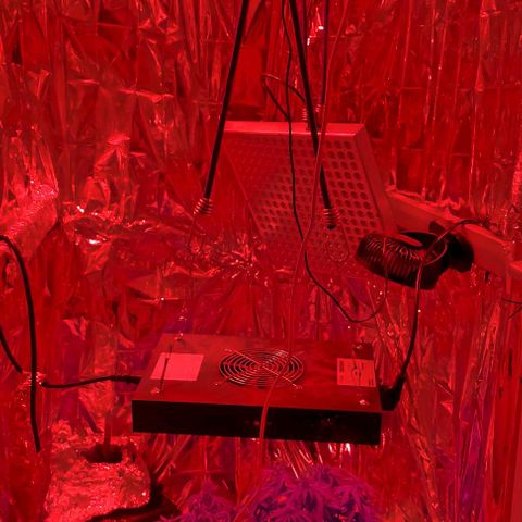 Cali (von privat,Strain unbekannt)-[first grow] growlog photo: Zeit zum schlafen 