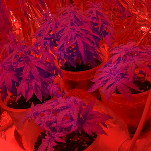 Cali (von privat,Strain unbekannt)-[first grow] growlog photo: Zeit zum schlafen 