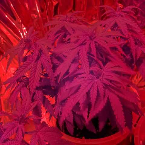 Cali (von privat,Strain unbekannt)-[first grow] growlog photo: Zeit zum schlafen 