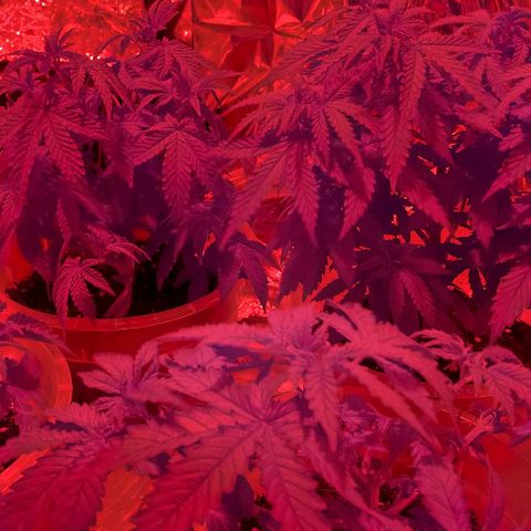 Cali (von privat,Strain unbekannt)-[first grow] growlog photo: Zeit zum schlafen 