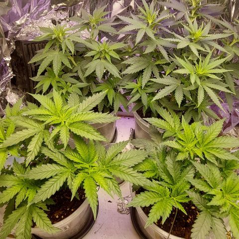 Cali (von privat,Strain unbekannt)-[first grow] growlog timeline photo