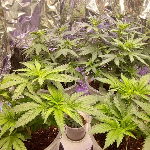 Cali (von privat,Strain unbekannt)-[first grow] growlog timeline photo