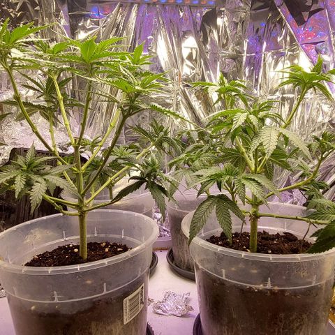 Cali (von privat,Strain unbekannt)-[first grow] growlog timeline photo