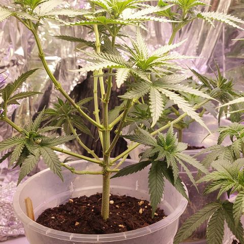 Cali (von privat,Strain unbekannt)-[first grow] growlog timeline photo