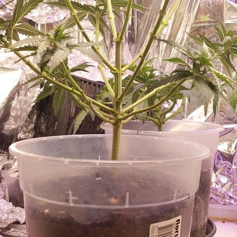 Cali (von privat,Strain unbekannt)-[first grow] growlog timeline photo