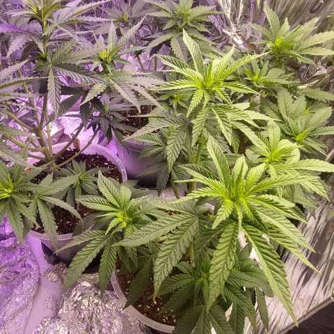 Cali (von privat,Strain unbekannt)-[first grow] growlog timeline photo