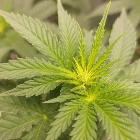Cali (von privat,Strain unbekannt)-[first grow] growlog timeline photo