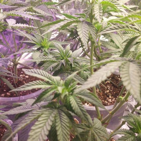 Cali (von privat,Strain unbekannt)-[first grow] growlog timeline photo