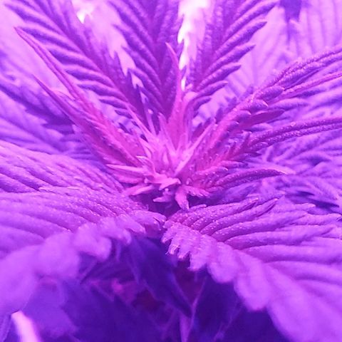 Cali (von privat,Strain unbekannt)-[first grow] growlog timeline photo