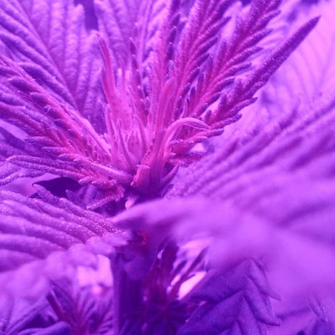 Cali (von privat,Strain unbekannt)-[first grow] growlog timeline photo