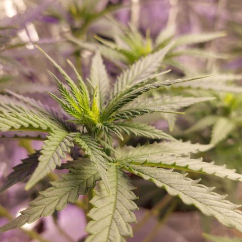 Cali (von privat,Strain unbekannt)-[first grow] growlog timeline photo