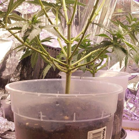 Cali (von privat,Strain unbekannt)-[first grow] growlog timeline photo