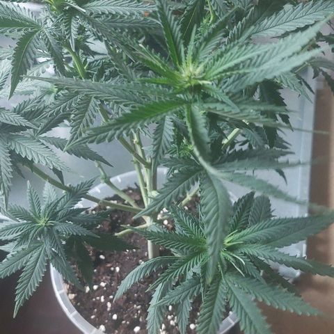 Cali (von privat,Strain unbekannt)-[first grow] growlog photo: A1