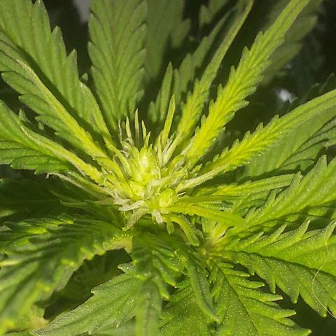 Cali (von privat,Strain unbekannt)-[first grow] growlog timeline photo