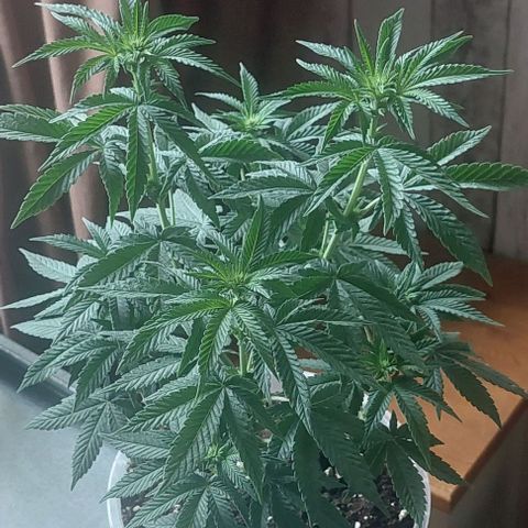 Cali (von privat,Strain unbekannt)-[first grow] growlog photo: A2