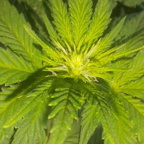Cali (von privat,Strain unbekannt)-[first grow] growlog timeline photo