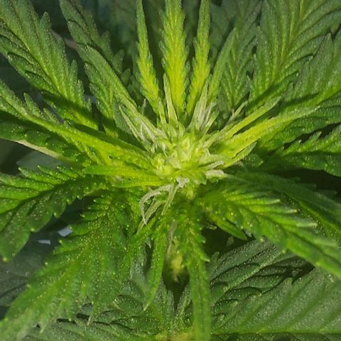 Cali (von privat,Strain unbekannt)-[first grow] growlog timeline photo