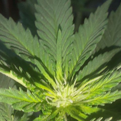 Cali (von privat,Strain unbekannt)-[first grow] growlog timeline photo