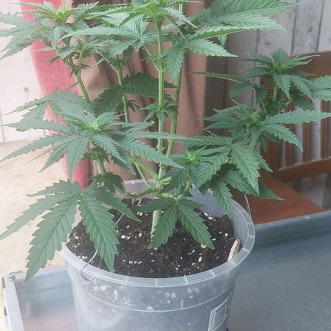 Cali (von privat,Strain unbekannt)-[first grow] growlog photo: B1