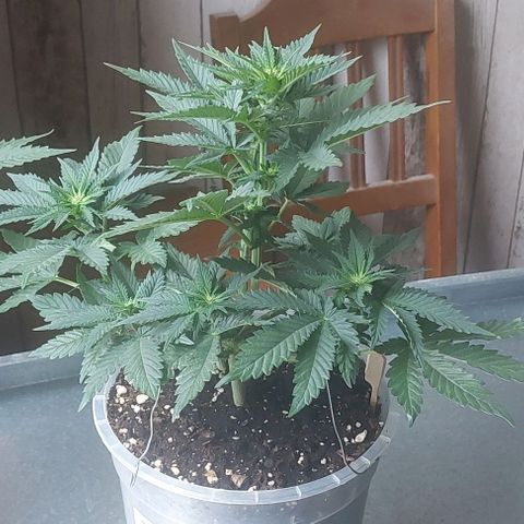 Cali (von privat,Strain unbekannt)-[first grow] growlog photo: B2
