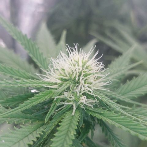 Cali (von privat,Strain unbekannt)-[first grow] growlog timeline photo