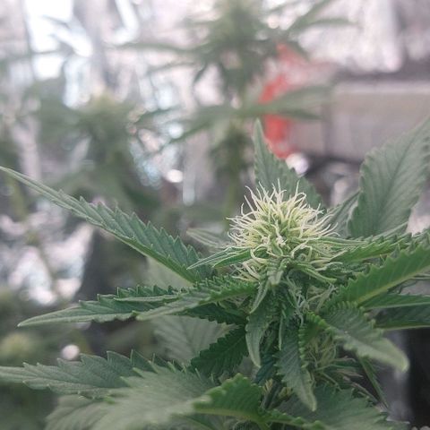 Cali (von privat,Strain unbekannt)-[first grow] growlog timeline photo