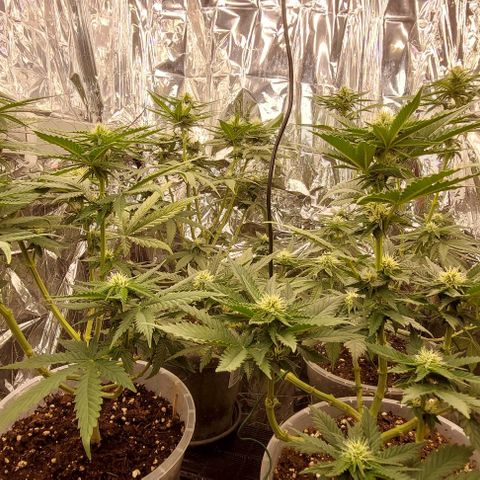 Cali (von privat,Strain unbekannt)-[first grow] growlog timeline photo