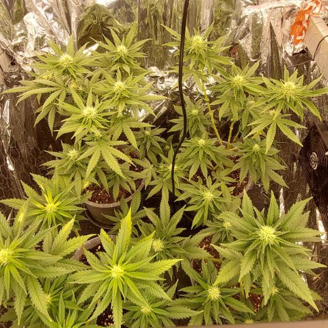 Cali (von privat,Strain unbekannt)-[first grow] growlog timeline photo